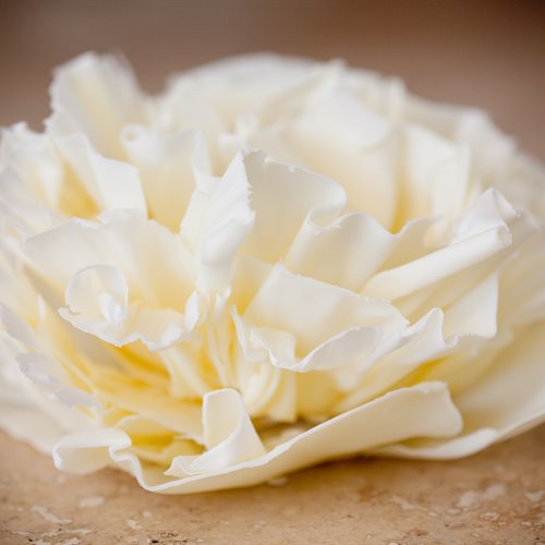 Hand-sculpted white couverture chocolate peony bloom